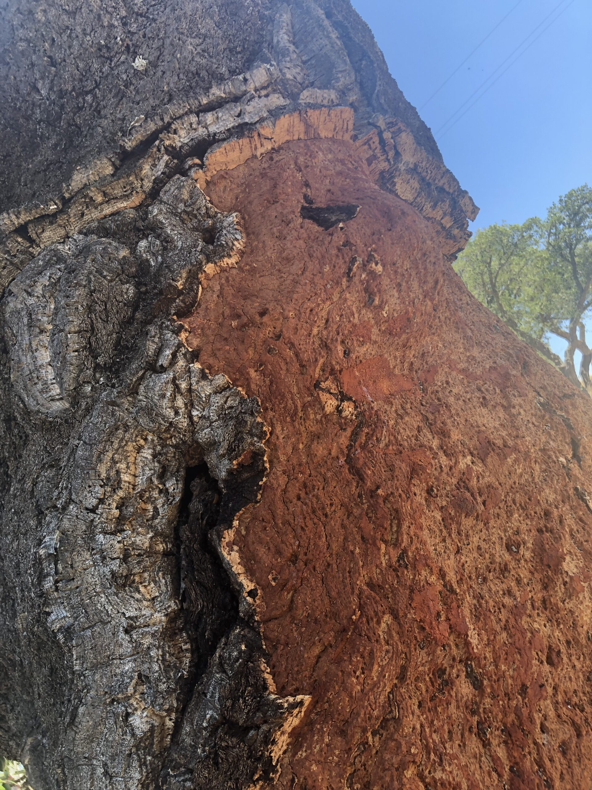 Frisch geschälter Korkbaum