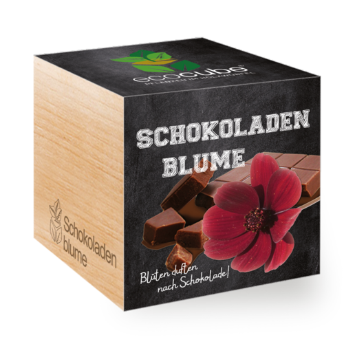 Pflanzwürfel SCHOKOLADENBLUME
