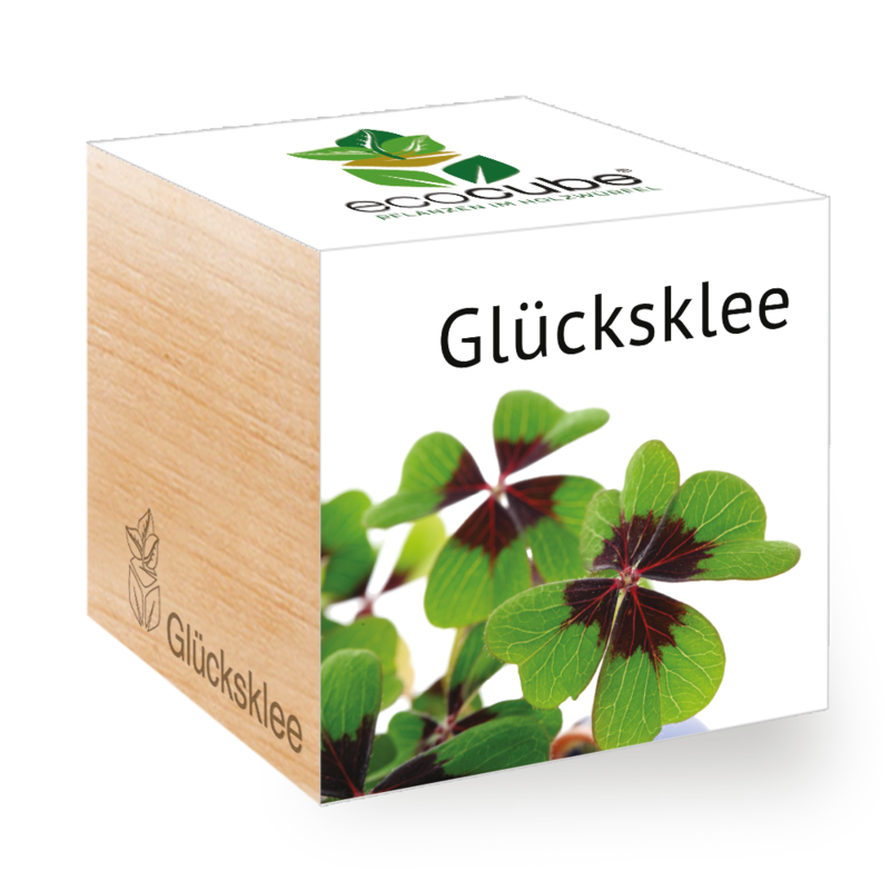 Pflanzwürfel Glücksklee
