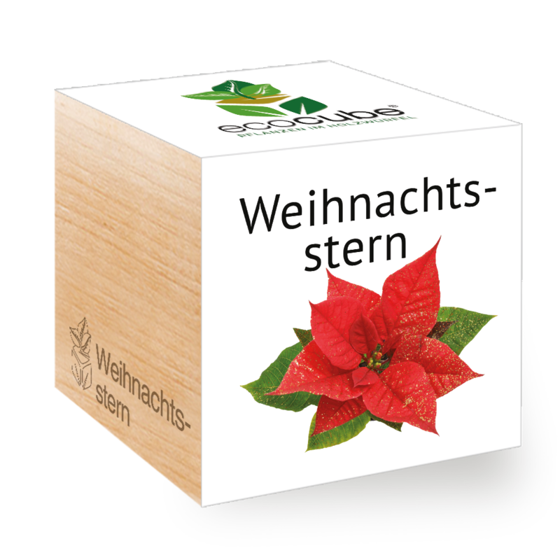 Pflanzwürfel Weihnachtsstern