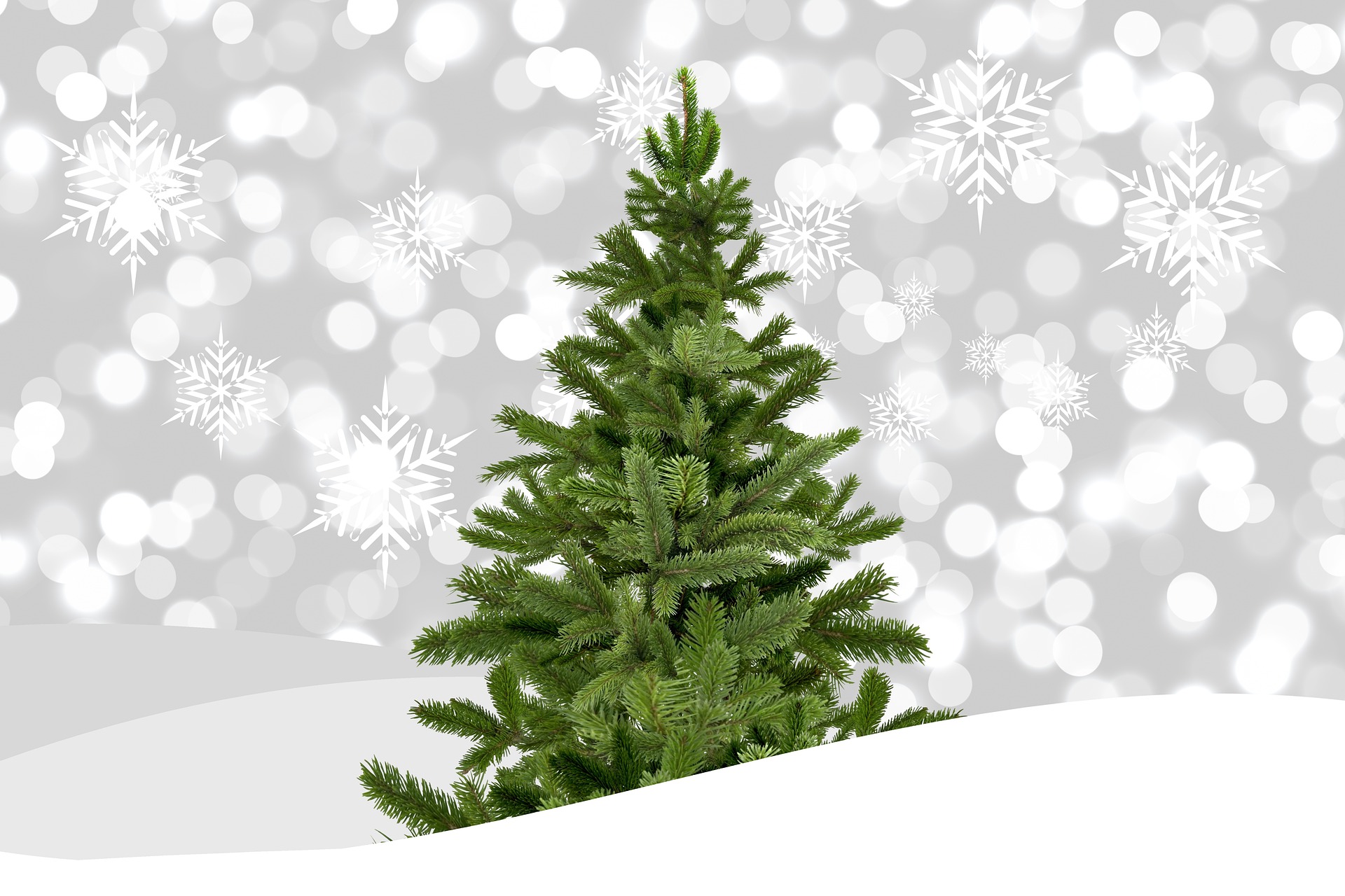 Tannenbaum