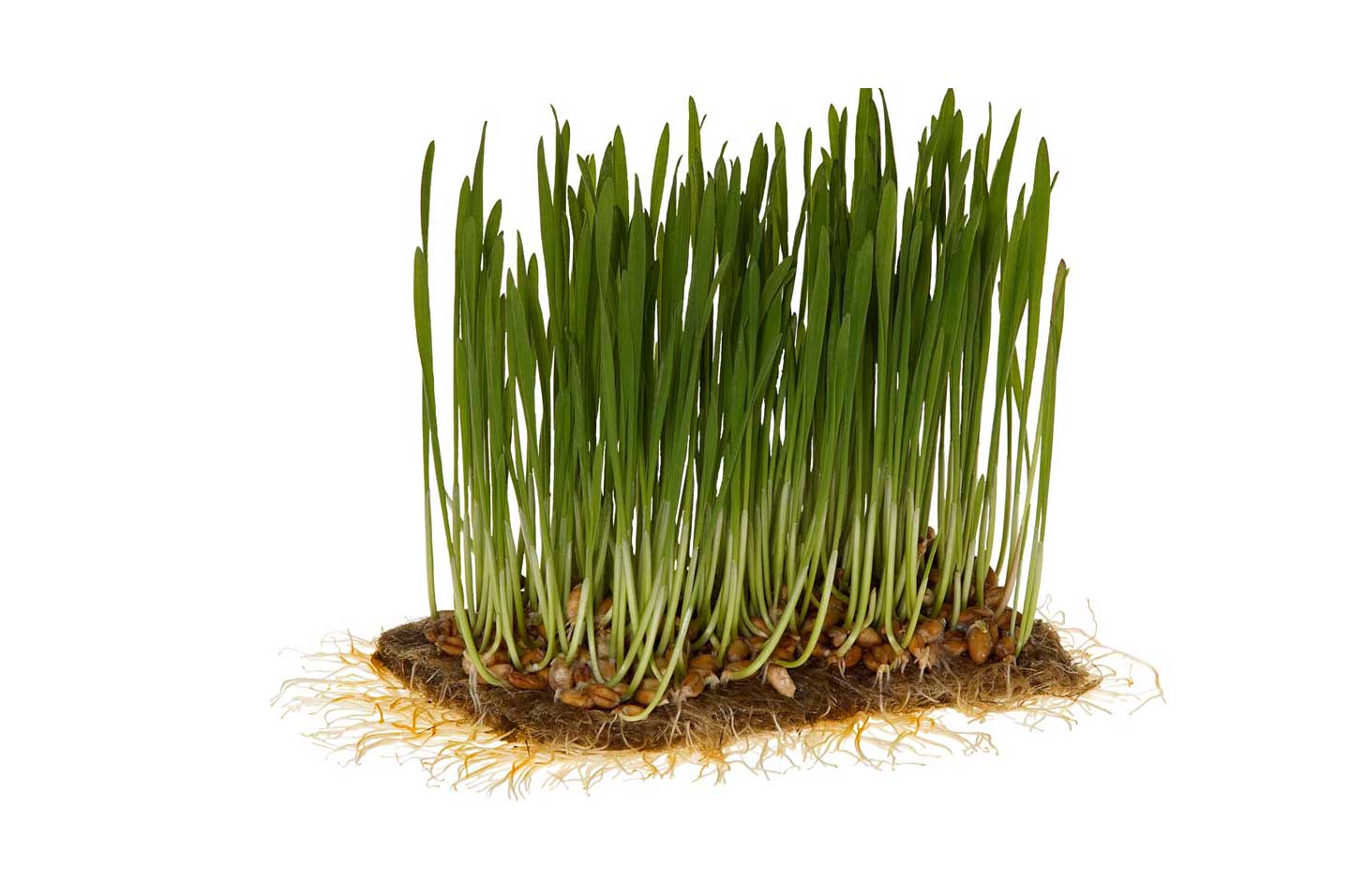 Bio-Weizengras Pflanzansicht